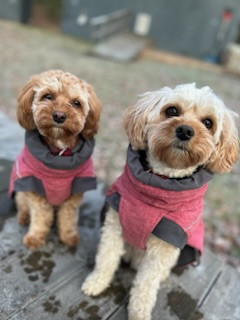 Om Cavapoo :: Myrans Cavapoo