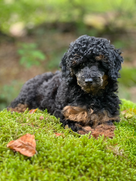 Planerade valpkullar :: Myrans Cavapoo
